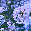花、真っ盛り 2
