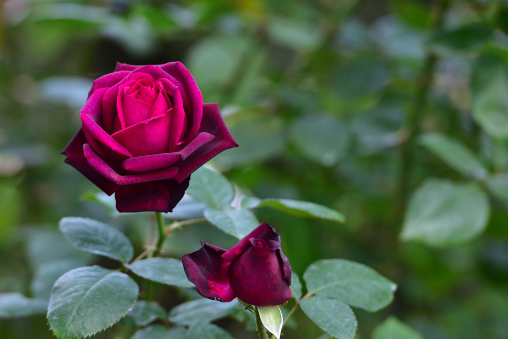 秋バラが咲いた　19