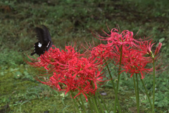お疲れ、また来年 ①