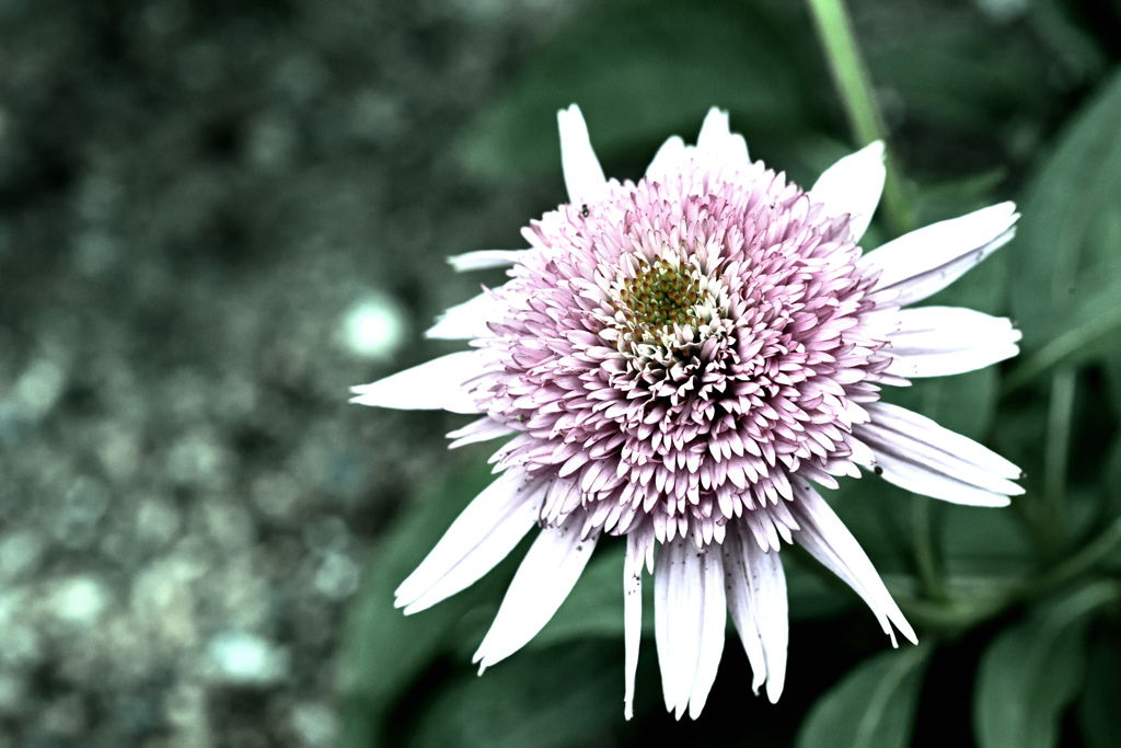 宿根草をdrama化 ①