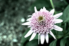 宿根草をdrama化 ①