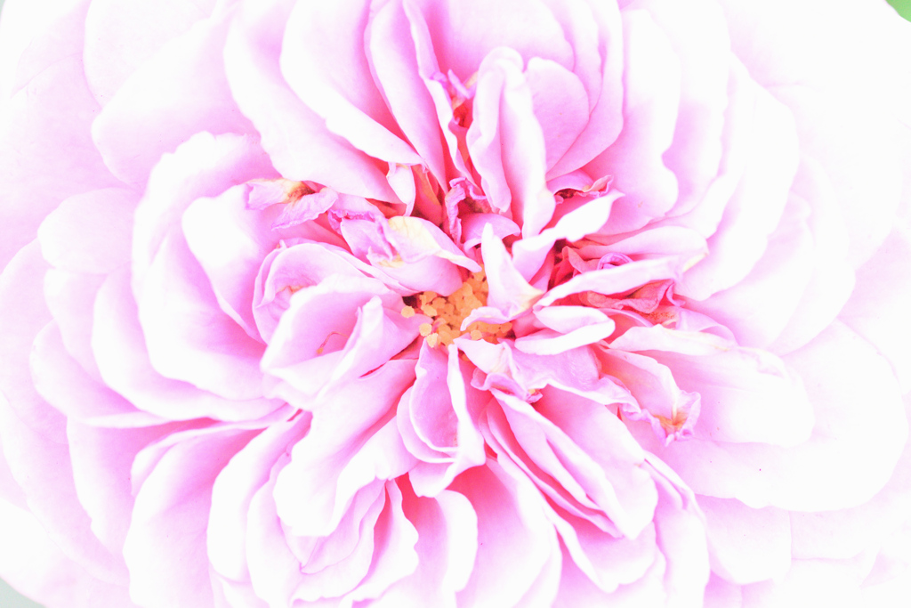 Princess Alexandra of Kent