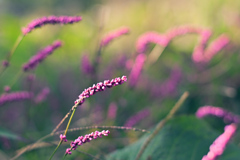 群生するイヌタデ