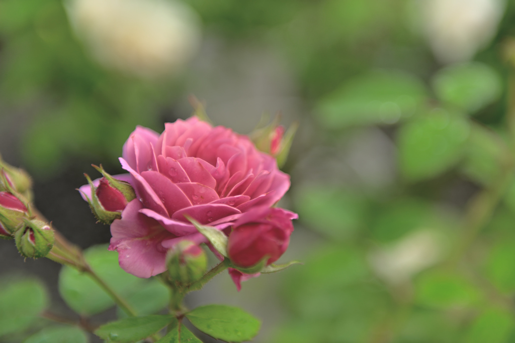 咲き進むバラたち 26