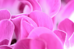 花言葉は憧れ ②