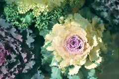 花言葉は愛を包む