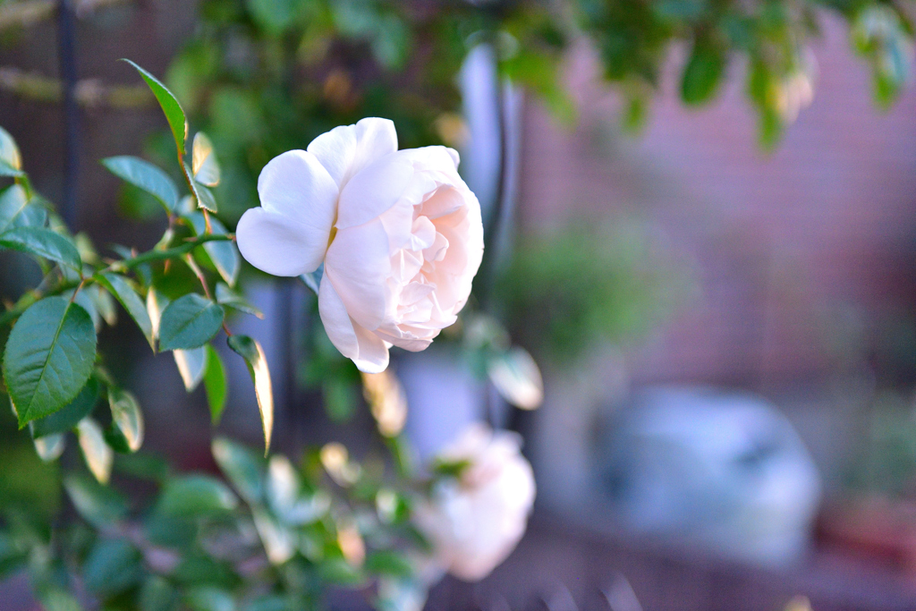 秋バラが咲いた　22