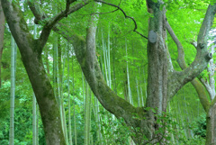 蝉時雨こだます和庭園