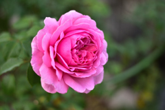 この株、最後の一輪