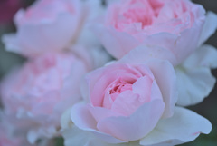My rose 26