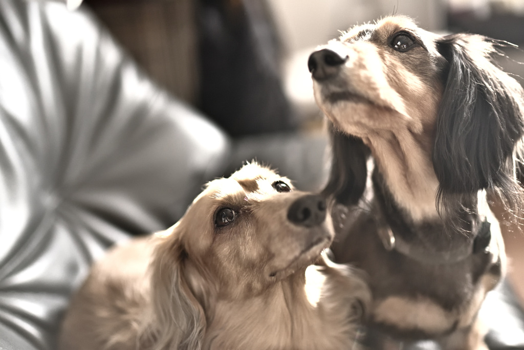 日曜日はダックス
