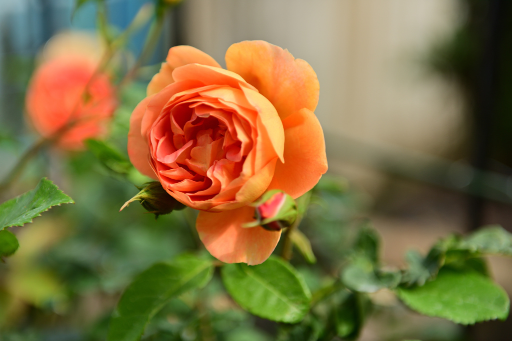 咲き進むバラたち 25