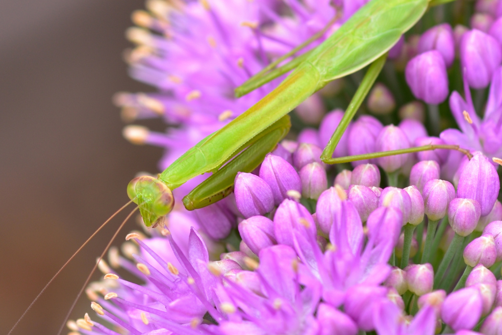 カマキリ坊や