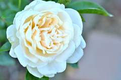 咲き進むバラたち 43