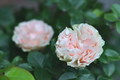 My rose 30