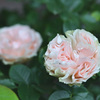 My rose 30