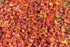 やがて土に還る