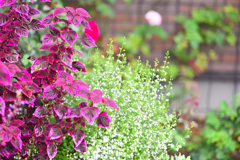 白花が止まない