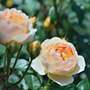 My rose 27
