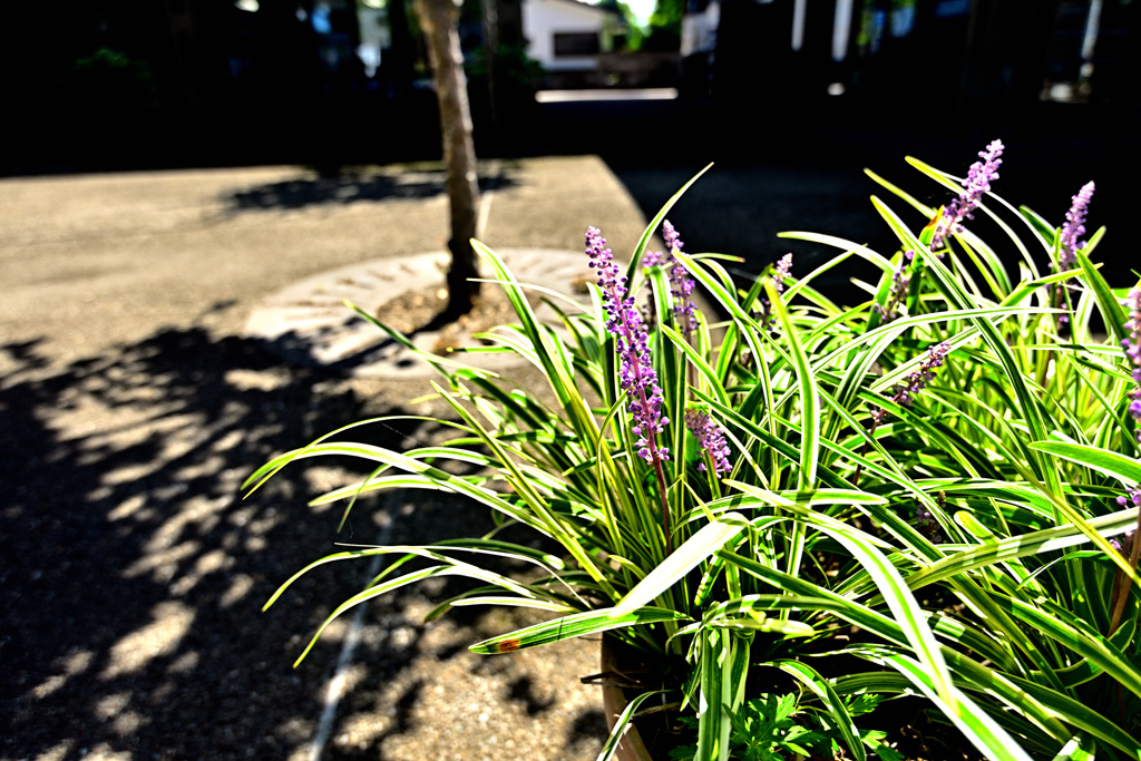 和モダンな植え込み