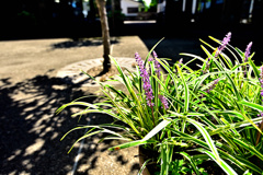 和モダンな植え込み
