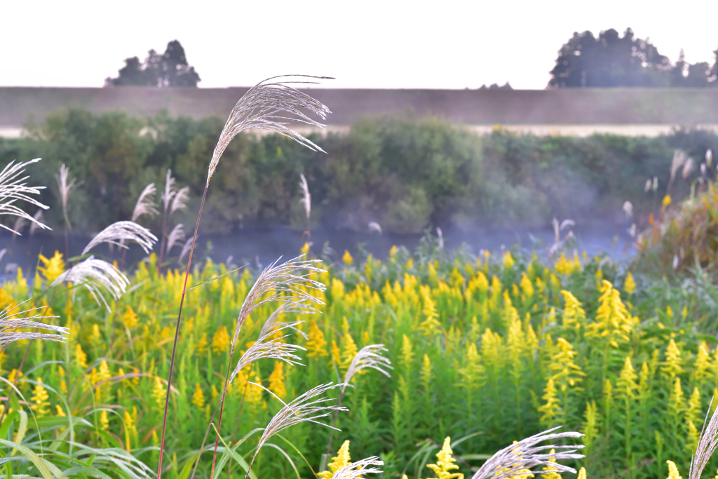  俺は河原の枯れススキ