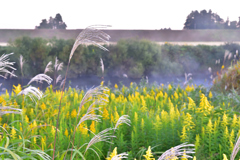  俺は河原の枯れススキ