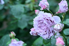My rose 28
