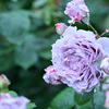 My rose 28