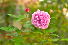 秋バラが咲いた　21