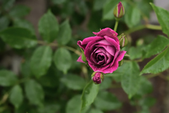 バーガンディーアイスバーグ