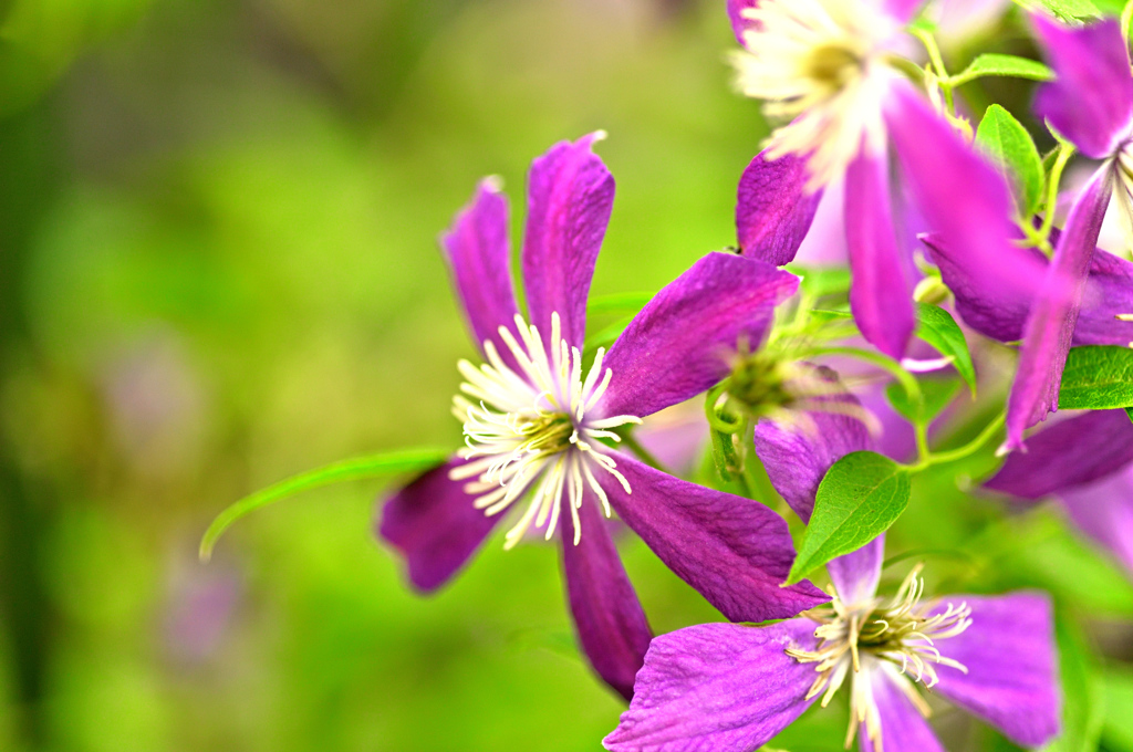 クレマチス・ミケリテ ①