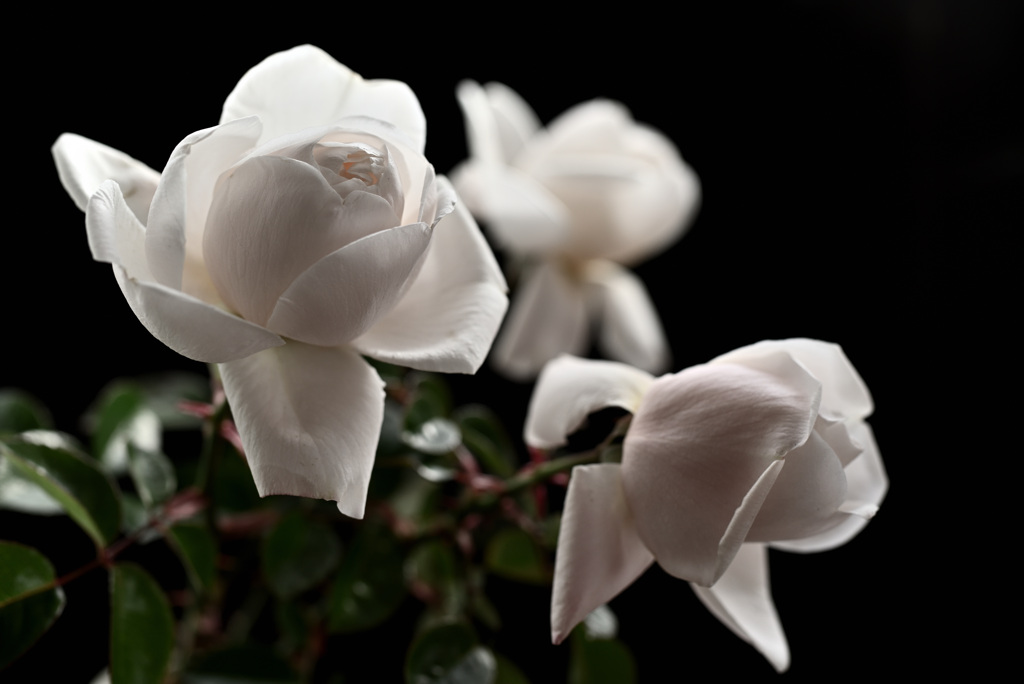 最終盤のバラたち