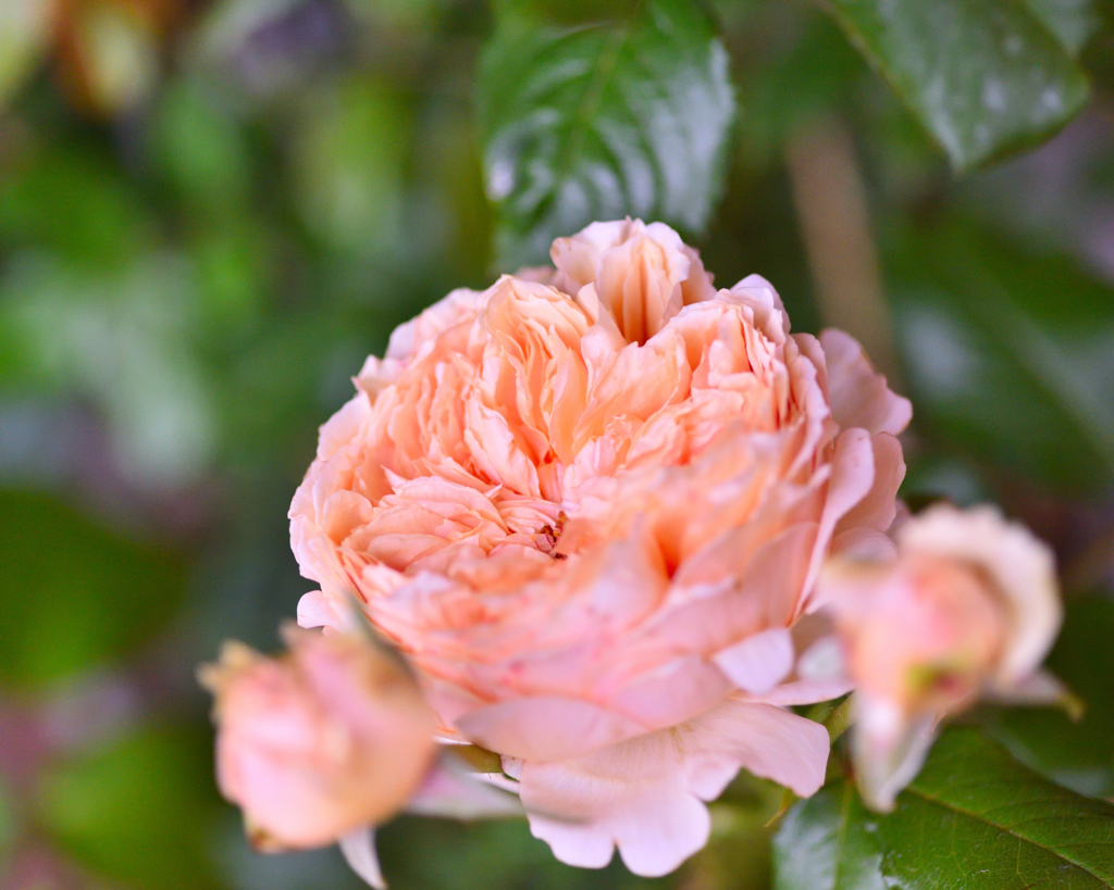 秋バラが咲いた　26