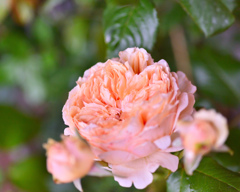 秋バラが咲いた　26