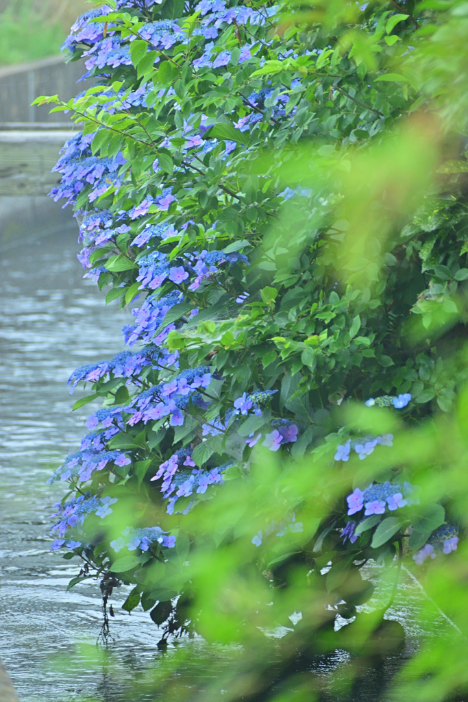 散歩道に咲く紫陽花 3