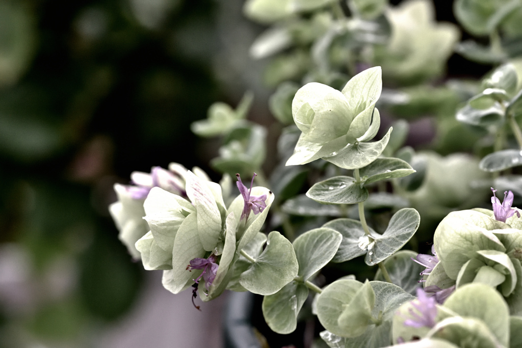 宿根草をdrama化 ②