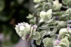 宿根草をdrama化 ②