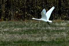 冬鳥が舞う 1