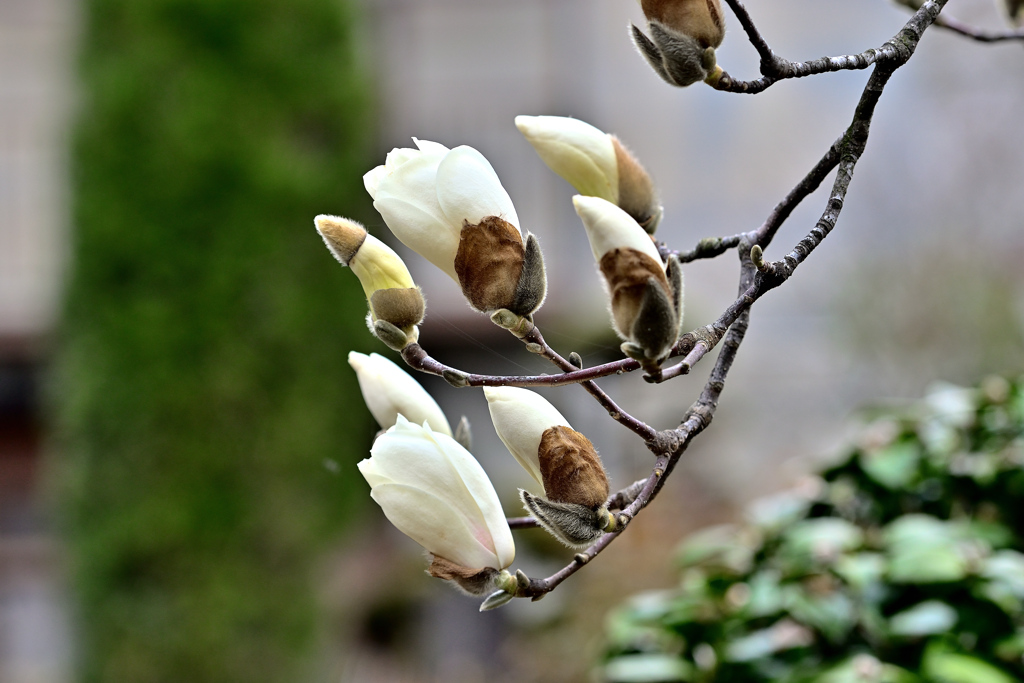 Spring has come!  ⑦