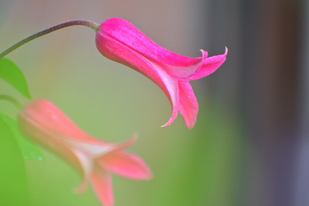 クレマチスの囁き