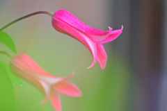 クレマチスの囁き