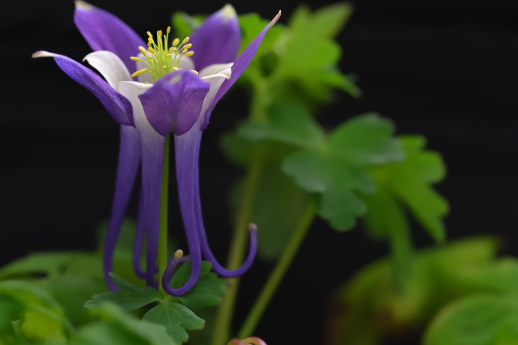 オダマキ開花後