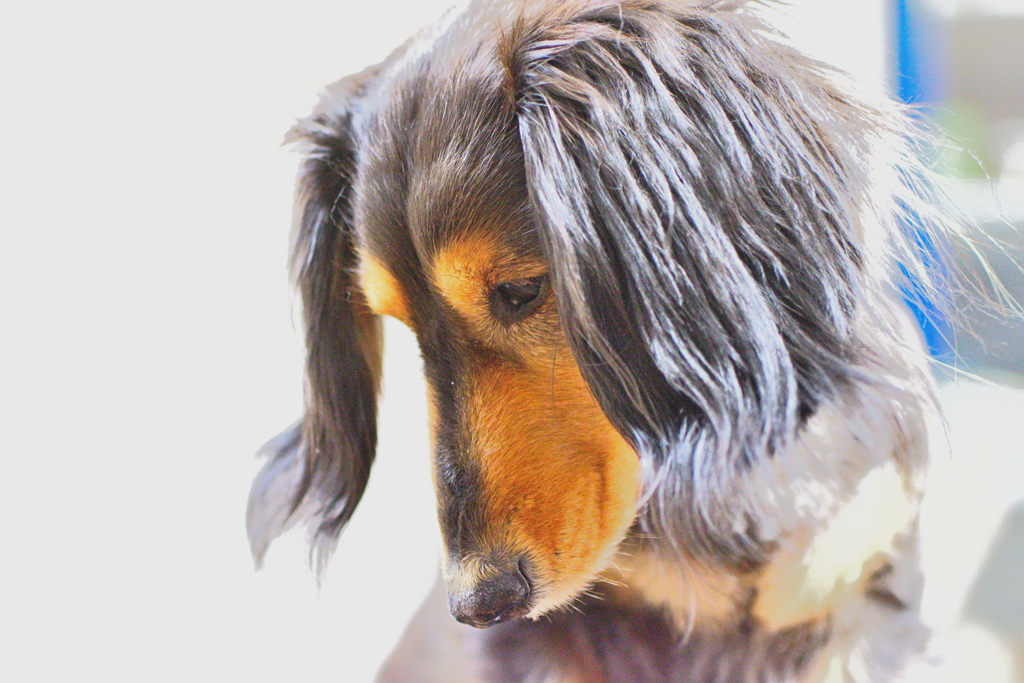 日曜日はダックス