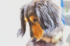 日曜日はダックス