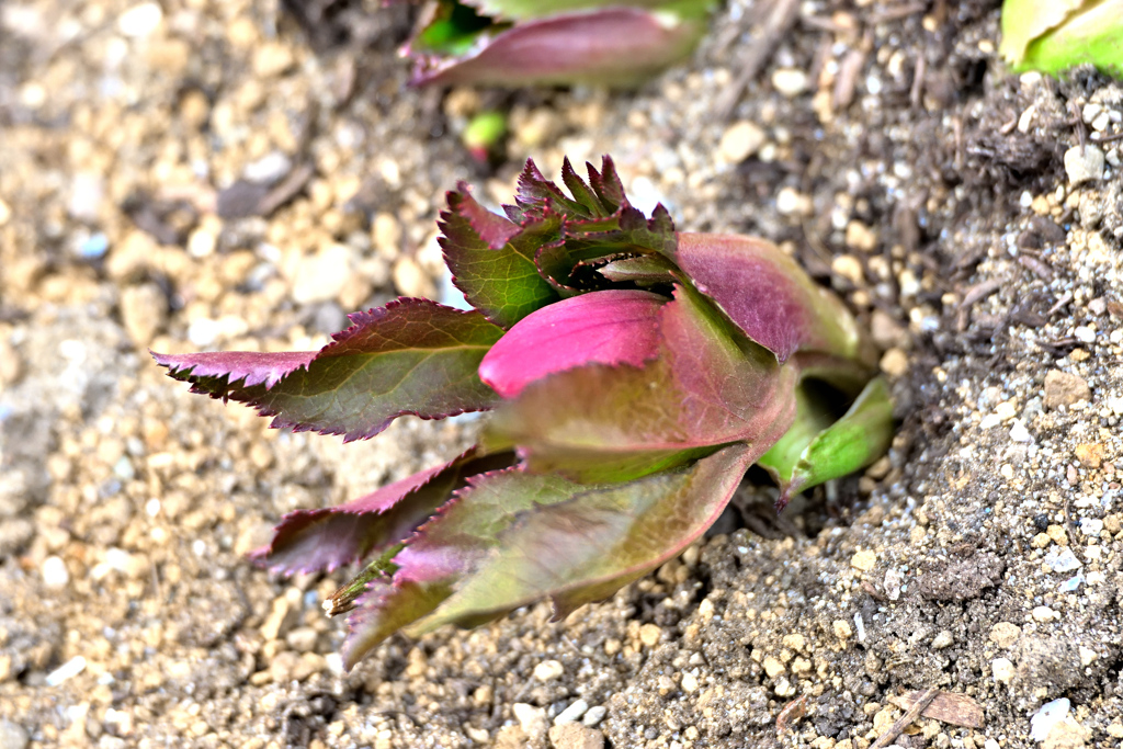 クリスマスローズ始動