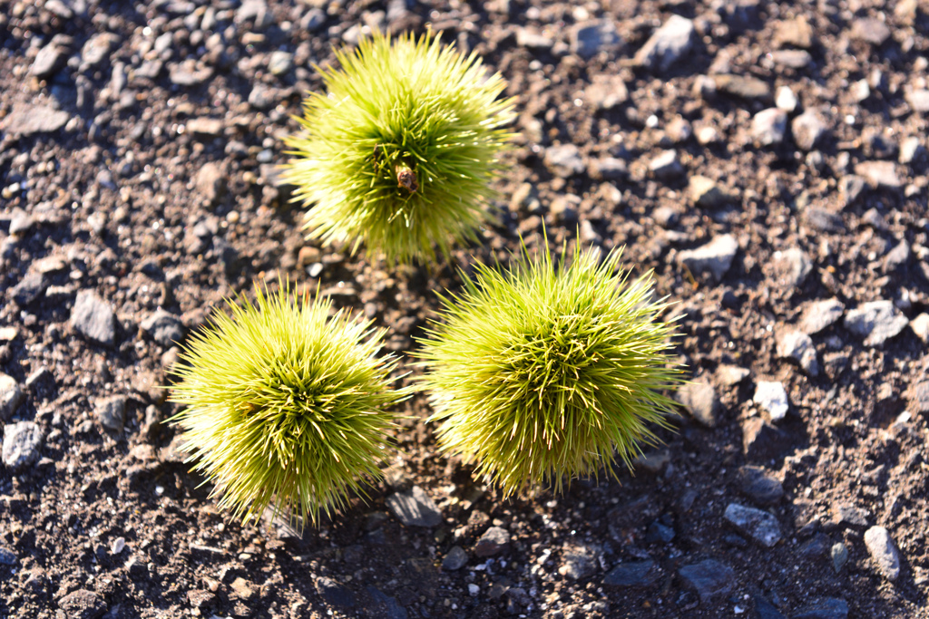 小さい秋　見つけた