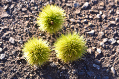 小さい秋　見つけた