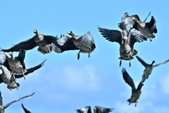 冬鳥の乱舞