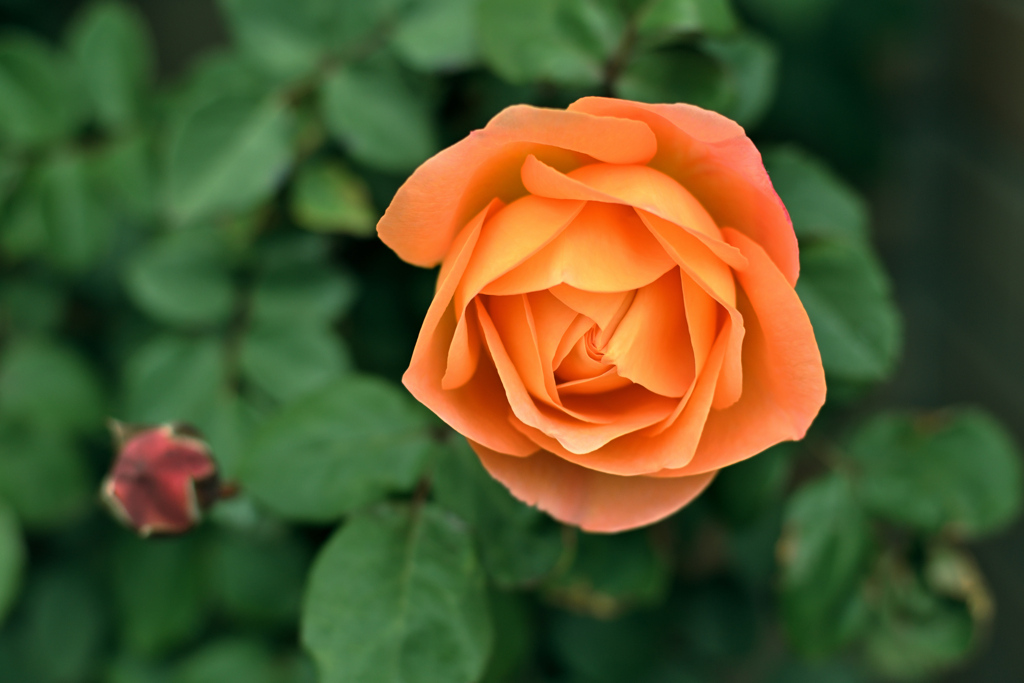 レディエマハミルトン